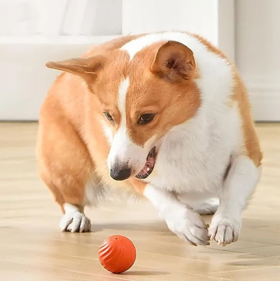 Playful Pet Adventure Ball